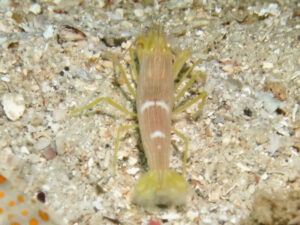 Yellow Pyjama Snapping Shrimp, Alpheus ochrostriatus