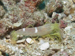 Yellow Pyjama Snapping Shrimp, Alpheus ochrostriatus