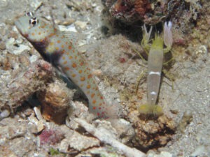 Yellow Pyjama Snapping Shrimp, Alpheus ochrostriatus