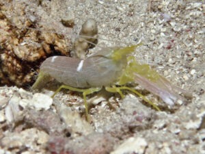 Yellow Pyjama Snapping Shrimp, Alpheus ochrostriatus