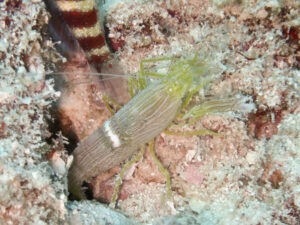 Yellow Pyjama Snapping Shrimp, Alpheus ochrostriatus