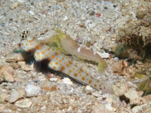 Yellow Pyjama Snapping Shrimp with Amblyeleotris guttata Blackchest Shrimpgoby