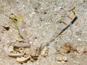 Yellow Pyjama Snapping Shrimp with Amblyeleotris randalli Sailfin Shrimpgoby