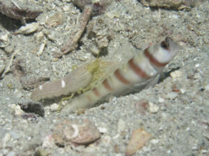 Yellow Pyjama Snapping Shrimp with Amblyeleotris steinitzi Steinitz’s Shrimpgoby