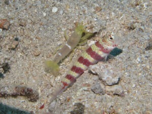 Yellow Pyjama Snapping Shrimp with Amblyeleotris wheeleri Burgundy Shrimpgoby