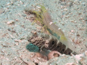 Yellow Pyjama Snapping Shrimp with Cryptocentrus strigilliceps Target Shrimpgoby