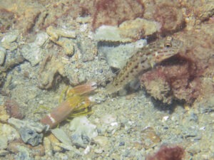 Yellow Pyjama Snapping Shrimp with Ctenogobiops crocineus Silverspot Shrimpgoby