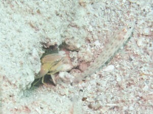 Yellow Pyjama Snapping Shrimp with Ctenogobiops pomastictus Goldspeckled Shrimpgoby