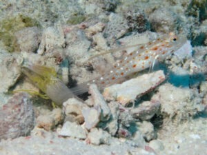 Yellow Pyjama Snapping Shrimp with Ctenogobiops tangaroai Tangaroa Shrimpgoby