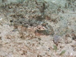 Yongeichthys nebulosus Hairfin Goby with Red-Speckled Shrimp Alpheus species 10