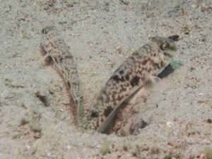 Yongeichthys nebulosus Hairfin Goby