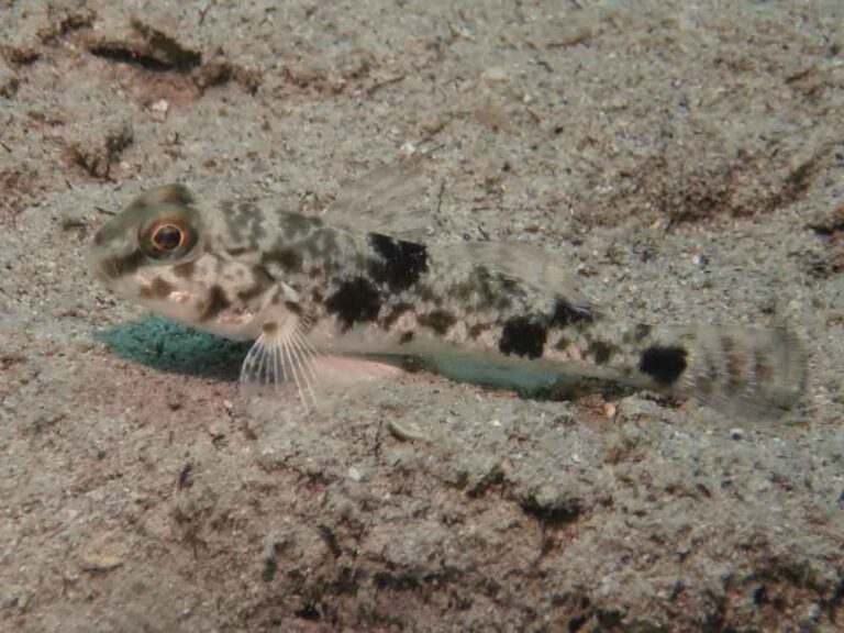 Yongeichthys nebulosus Hairfin Goby