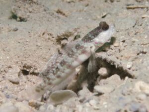 Cryptocentrus leptocephalus Pinkspot Shrimpgoby